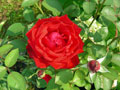 Красная роза - эмблема дня
