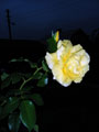 Желтая роза - эмблема ночи