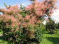 Странное розовое дерево