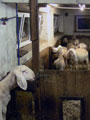 Австрийские овцы настолько суровы...