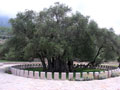 2000-летнее оливковое дерево