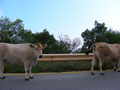 Дорожный знак предупреждал - коровы!