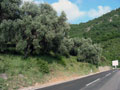 Придорожная оливковая роща