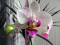 Домашняя орхидея