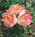 Сортовые розы в саду