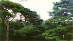Хвойные деревья ботанического сада