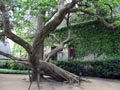 Разлапистое дерево