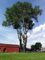 Дерево в Петропавловской крепости