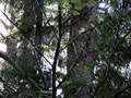 Ливень в лесу