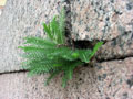 Растение в стене