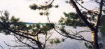 Вид на озеро Пено "через" ветки прибрежных сосен